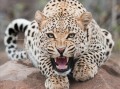 leopard 26